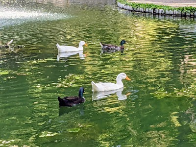 UNM Duck Pond photo 5