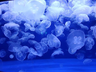 Downtown Aquarium photo 4