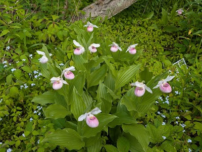 Eloise Butler Wildflower Garden and Bird Sanctuary photo 4