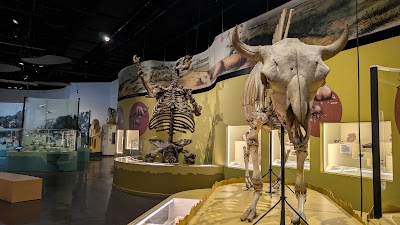 The Charleston Museum photo 3
