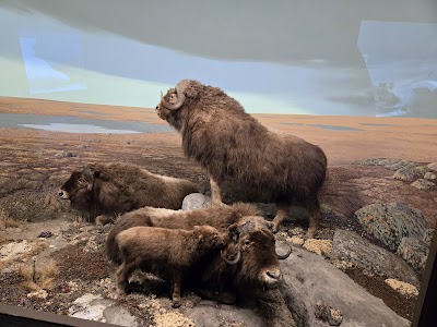 Milwaukee Public Museum photo 4
