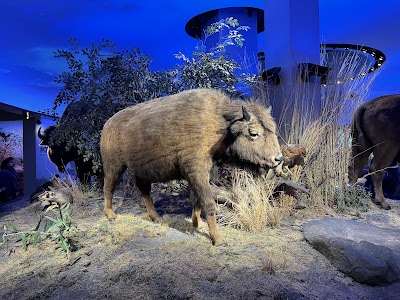 Witte Museum photo 4