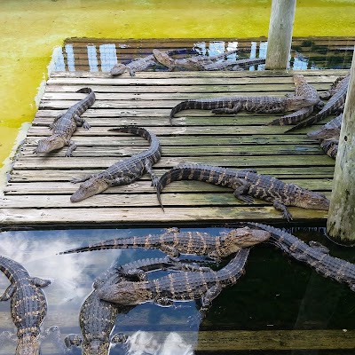 Gatorland photo 2