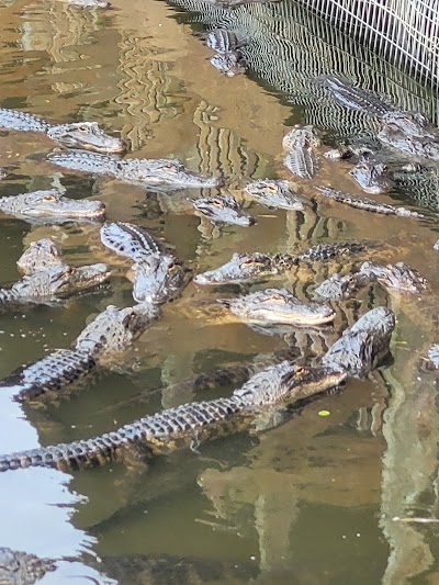 Gatorland photo 3