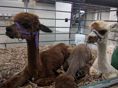 National Western Stock Show photo 5