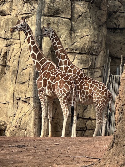 Lincoln Park Zoo photo 2
