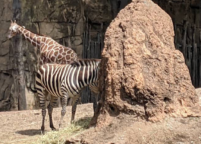 Lincoln Park Zoo photo 5