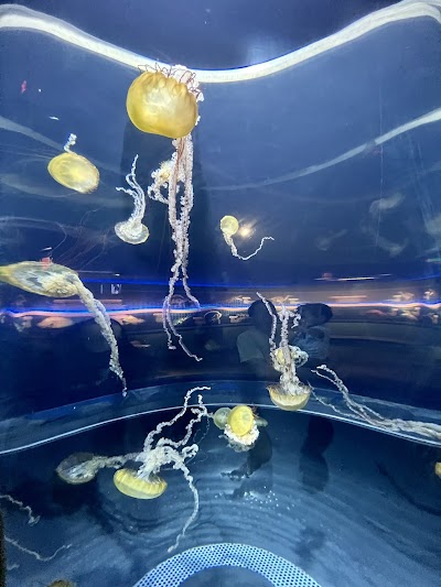 Adventure Aquarium photo 3