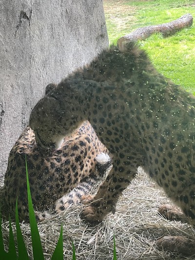 Oregon Zoo photo 4