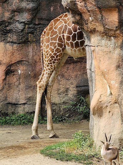 Oregon Zoo photo 3