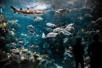 The Florida Aquarium photo 4