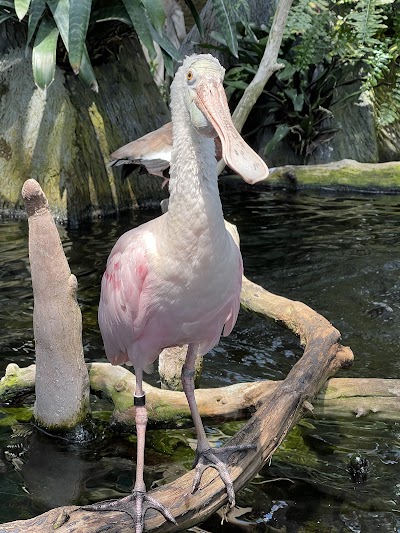 The Florida Aquarium photo 5