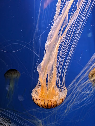 Georgia Aquarium photo 3