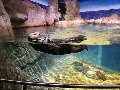 Georgia Aquarium photo 4