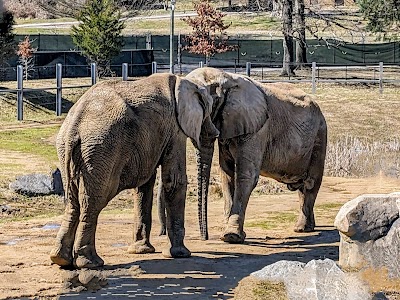 The Maryland Zoo in Baltimore photo 5
