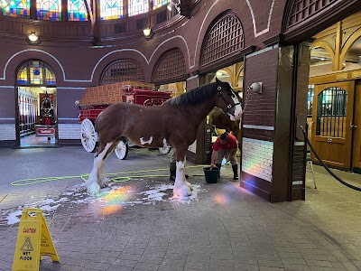 Budweiser Brewery Experience photo 3