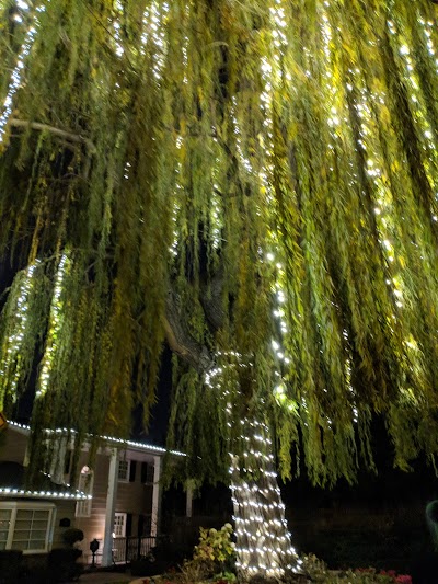 Willow Street Frank Bramhall Park photo 4