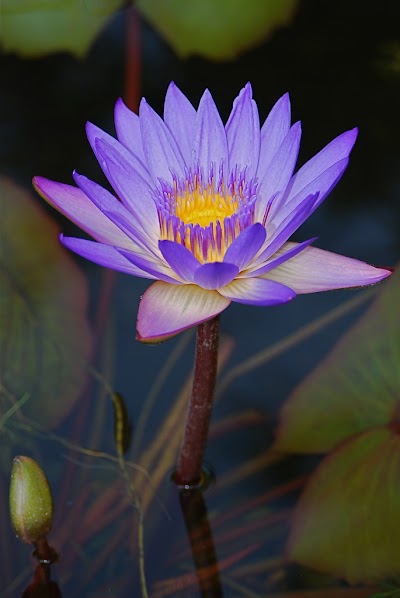 White River Gardens photo 5