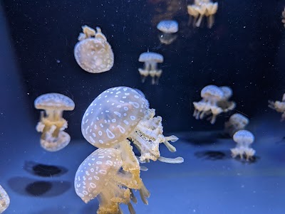 Seattle Aquarium photo 4