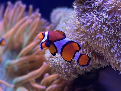 Seattle Aquarium photo 5