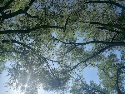 Hyder Park photo 3