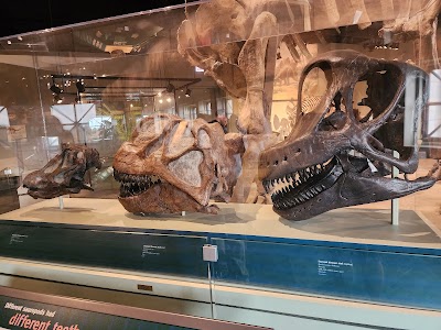 Field Museum photo 4