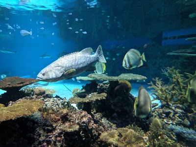 National Aquarium photo 5