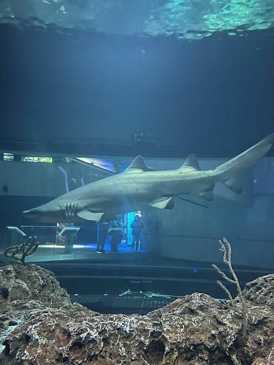 National Aquarium photo 4
