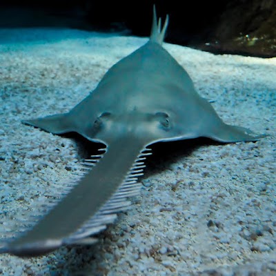 The Dallas World Aquarium photo 5