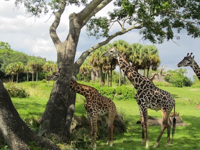 Disney's Animal Kingdom Theme Park photo 5
