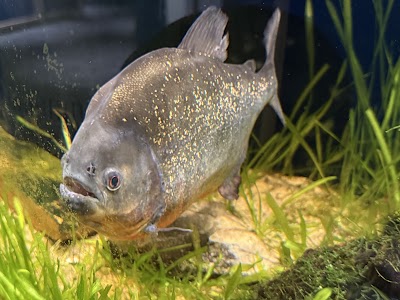 Discovery World's Reiman Aquarium photo 5