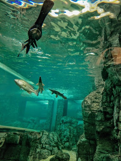 Discovery World's Reiman Aquarium photo 4