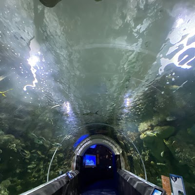 Discovery World's Reiman Aquarium photo 2