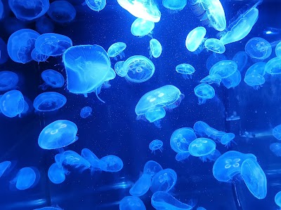 Phillip & Patricia Frost Museum of Science photo 3