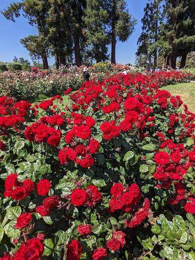 Municipal Rose Garden photo 3