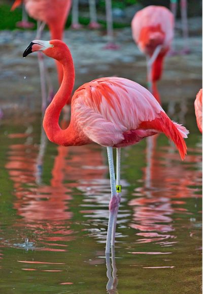 SeaWorld San Diego photo 5