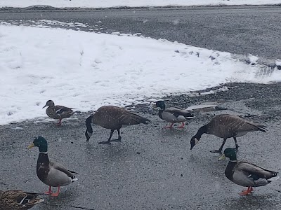 Westchester Lagoon Nature Trail photo 4