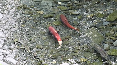 Fishing Salmon View photo 5