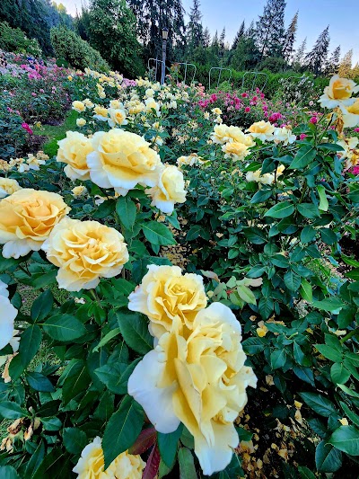 International Rose Test Garden photo 4