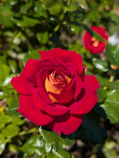 International Rose Test Garden photo 2