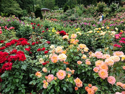 International Rose Test Garden photo 3