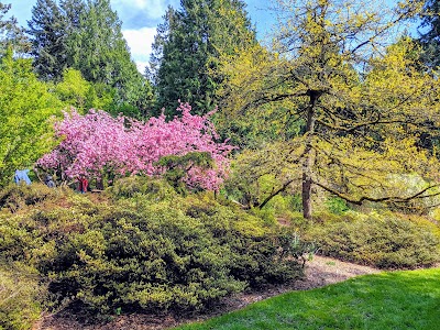 Washington Park Arboretum photo 5