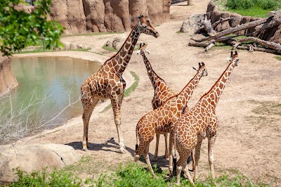 Dallas Zoo photo 2