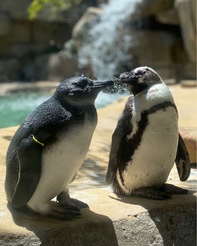 Dallas Zoo photo 5