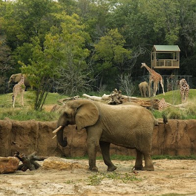 Dallas Zoo photo 3
