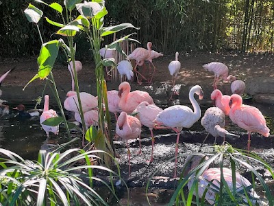 Dallas Zoo photo 4