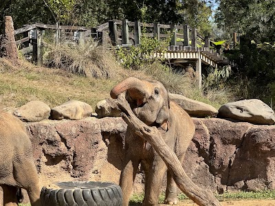Busch Gardens Tampa Bay photo 4