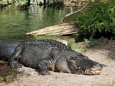 Busch Gardens Tampa Bay photo 2