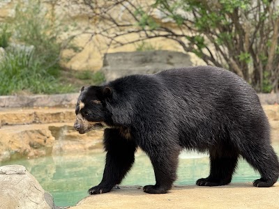 San Antonio Zoo photo 5