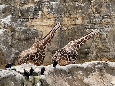 San Antonio Zoo photo 2